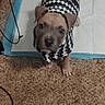 Kyra is registered to the contest to win money with this photo: animal, black_and_white, blue_eyes, brown, cable, carpet, cute, dog, floor, gray, indoor, knitted_clothing, pet, portrait, puppy, short_hair, sneaker, standing, sweater, training_pad