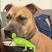 Kyra joined the competition — help win amazing prizes! animal, brown_dog, chain_collar, chameleon, close_up, clothing, collar, dog, funny_scene, furniture, green_lizard, indoor, person, pet, portrait, reptile, serious_expression, shoulder, sitting, wall_art