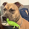 animal, brown_dog, chain_collar, chameleon, close_up, clothing, collar, dog, funny_scene, furniture, green_lizard, indoor, person, pet, portrait, reptile, serious_expression, shoulder, sitting, wall_art