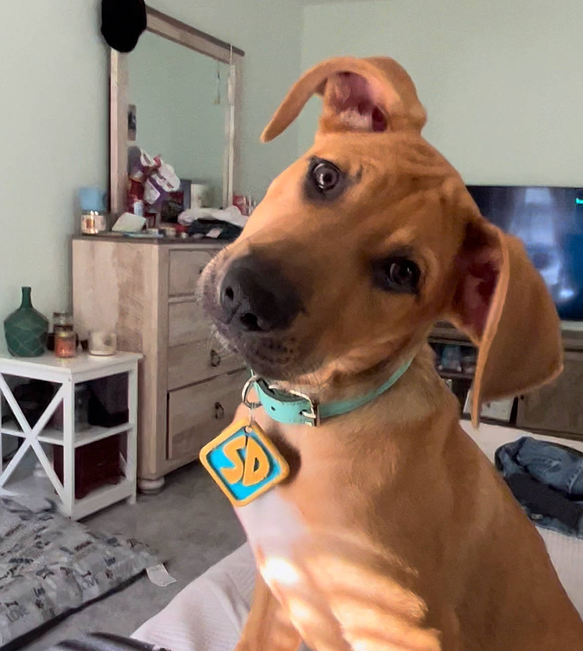 Scooby is registered to the contest to win money with this photo: carnivore, collar, companion_dog, dog, dog_breed, dog_collar, dog_supply, ear, fashion_accessory, fawn, flooring, liver, metal, mirror, pet_supply, snout, sporting_group, street_fashion, whiskers, working_animal