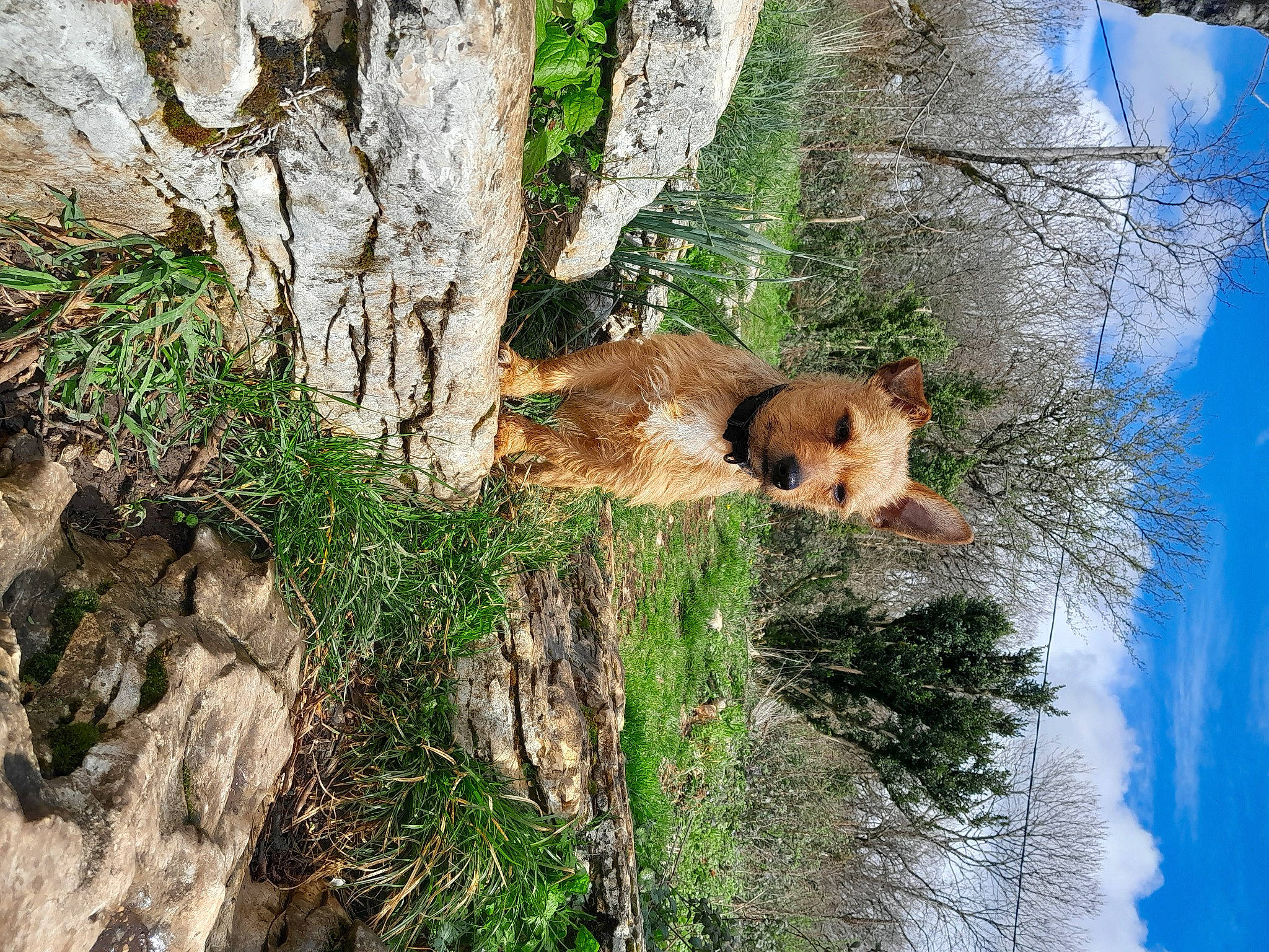 Rio a rejoint le concours — aidez-le/la à gagner de superbes lots ! bedrock, biome, brown_bear, carnivore, cloud, fawn, felidae, grass, natural_landscape, nature_reserve, plant, sky, terrestrial_animal, tree, trunk, vegetation, water, wilderness, wildlife, wood