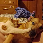 Lucifer joined the competition — help win amazing prizes! cabinetry, canidae, carnivore, cat, chest_of_drawers, comfort, companion_dog, curtain, dog, dog_breed, drawer, fawn, felidae, fur, hardwood, shipping_box, sporting_group, vertebrate, whiskers, wood