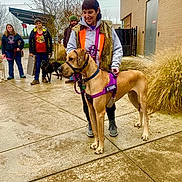 Harley joined the competition — help win amazing prizes! dog, service_dog, handler, person, people, outdoor, sidewalk, pavement, building, winter, bare_tree, grass, leash, harness, vest, standing, walking, crowd, street, animal
