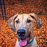 Harley joined the competition — help win amazing prizes! dog, portrait, animal, pet, floppy_ears, brown_fur, black_nose, pink_tongue, blue_collar, happy, outdoor, autumn, fall_leaves, leaf_litter, fence, closeup, looking_at_camera, sitting, canine, friendly