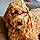Cooper