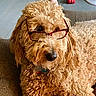 dog, curly_fur, glasses, pet, indoor, cozy, couch, brown, close_up, portrait, animal, companion, cute, fluffy, mammal, domestic_animal, relaxed, friendly, furniture, nose
