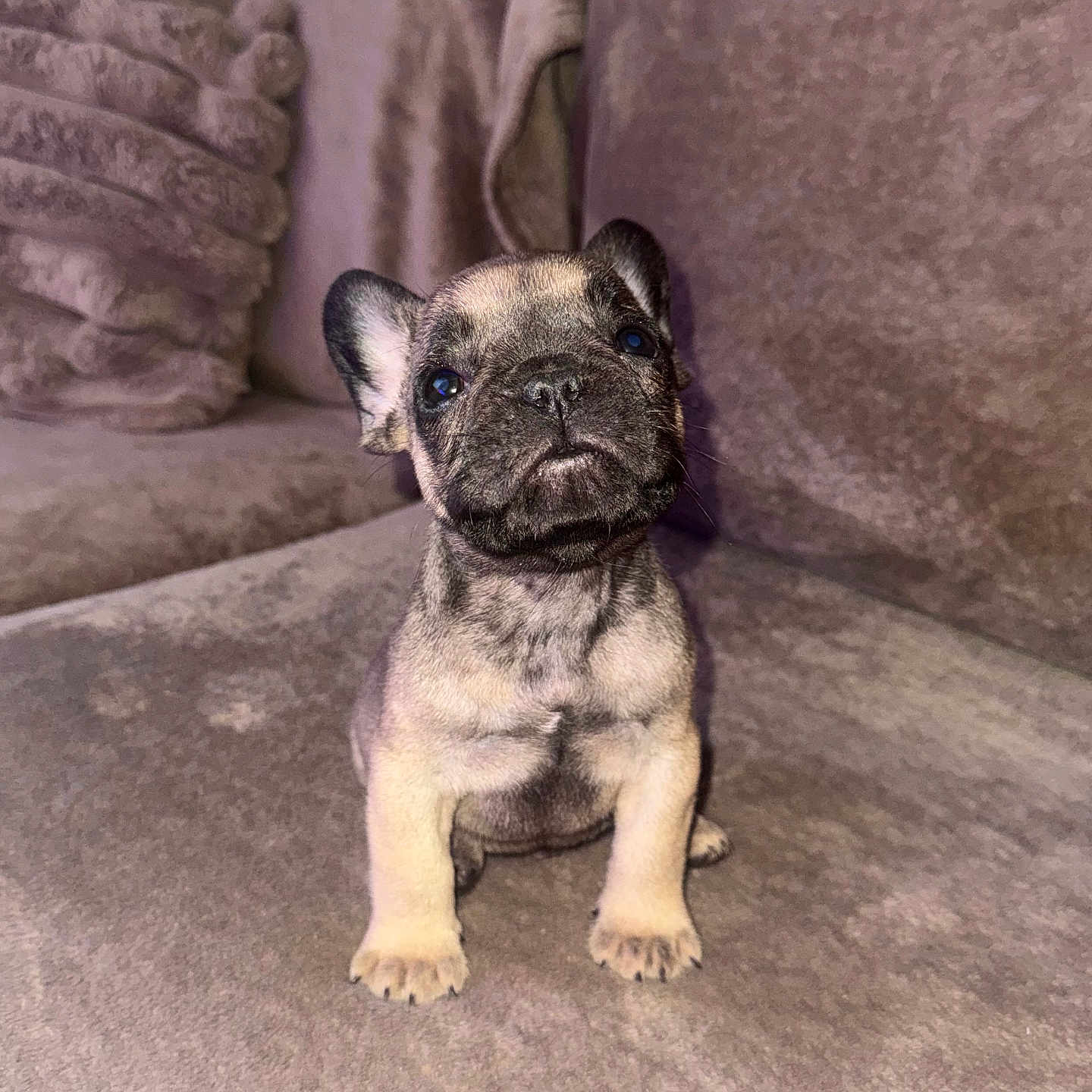 Budy participe au concours pour gagner de l'argent avec cette photo : puppy, dog, french_bulldog, pet, cute, animal, sitting, indoor, couch, furniture, young, fur, ears, face, small, adorable, looking_up, domestic_animal, companion, portrait