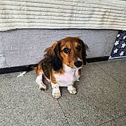 Bugatti participe au concours pour gagner de l'argent avec cette photo : dog, spaniel, puppy, pet, sitting, brown_fur, white_chest, long_ears, floppy_ears, black_nose, dark_eyes, indoors, bedroom, bed, blanket, pillow, cushion, tile_floor, home, portrait