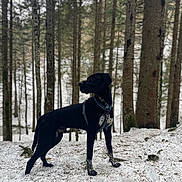 Bobby participe au concours pour gagner de l'argent avec cette photo : dog, black_dog, snow, forest, trees, outdoor, animal, pet, nature, winter, canine, standing, alert, white_speckles, fur, woods, leaves, earth, daylight, harness