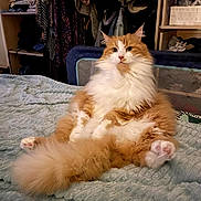 Bandit a rejoint le concours — aidez-le/la à gagner de superbes lots ! cat, orange_cat, white_cat, fluffy, longhaired, pet, animal, feline, lying_down, belly_up, raised_paws, pink_paw_pads, whiskers, ears, blue_blanket, bed, bedroom, wardrobe, clothing, indoor