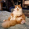 cat, orange_cat, white_cat, fluffy, longhaired, pet, animal, feline, lying_down, belly_up, raised_paws, pink_paw_pads, whiskers, ears, blue_blanket, bed, bedroom, wardrobe, clothing, indoor