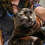 black_cat, cat, pet, indoor, person, arms, shirt, sunlight, golden_eyes, fur, lap, relaxing, cozy, closeup, animal, mammal, whiskers, feline, companion, home