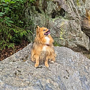 Prada participe au concours pour gagner de l'argent avec cette photo : animal, brown, canine, cute, dog, fluffy, forest, fur, greenery, happy, looking_up, moss, nature, outdoor, pet, portrait, rock, sitting, sunlight, wildlife