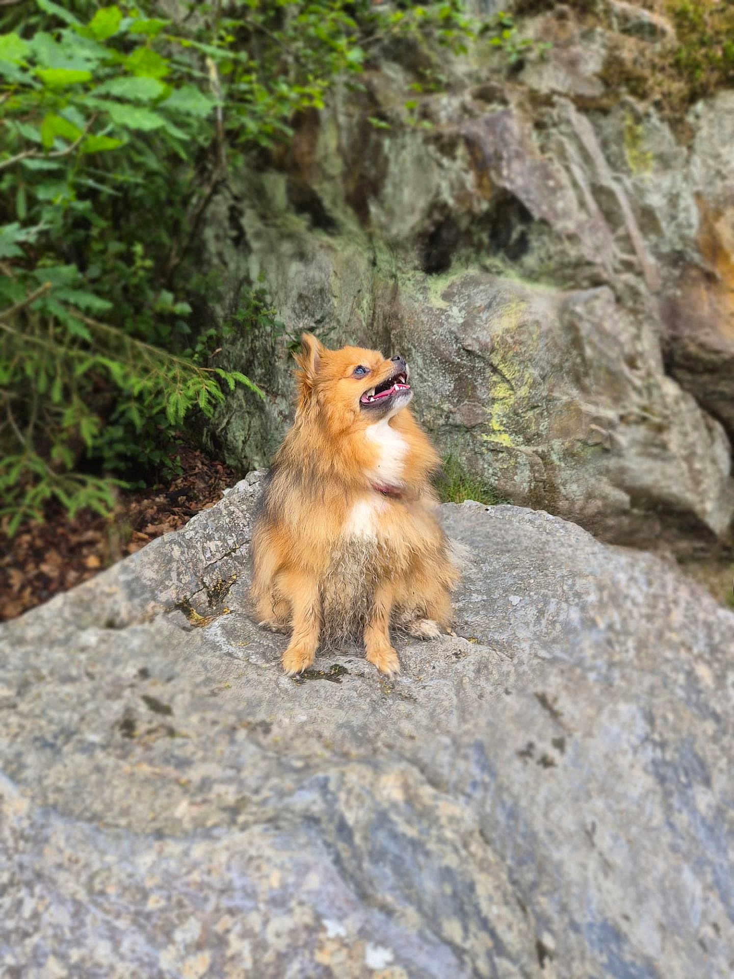 Prada participe au concours pour gagner de l'argent avec cette photo : animal, brown, canine, cute, dog, fluffy, forest, fur, greenery, happy, looking_up, moss, nature, outdoor, pet, portrait, rock, sitting, sunlight, wildlife