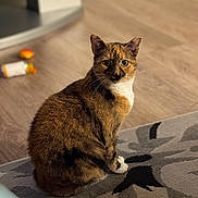 Emmy joined the competition — help win amazing prizes! animal, calm, cat, curious, domestic, ears, eyes, feline, floor, fur, home, indoor, mammal, pet, quiet, rug, sitting, tortoiseshell, whiskers, wooden_floor