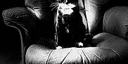 Minnie joined the competition — help win amazing prizes! cat, tuxedo_cat, black_and_white, leather_chair, indoor, pet, animal, sitting, portrait, feline, whiskers, furniture, floor, lighting, shadow, closeup, domestic_cat, chair, eye_contact, monochrome