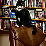 Minnie is registered to the contest to win money with this photo: cat, tuxedo_cat, leather_chair, bookshelf, books, indoor, pet, collar, black_and_white, sitting, curious, furniture, photography, home, portrait, animal, decor, reading, cozy, background