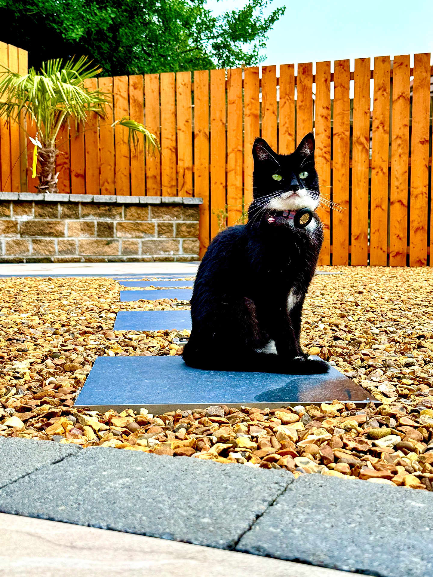 Minnie joined the competition — help win amazing prizes! cat, tuxedo_cat, outdoor, gravel, stepping_stone, fence, wooden_fence, greenery, palm_tree, pet, animal, sitting, collar, daylight, garden, stone_path, nature, domestic_cat, fur, whiskers