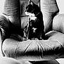Minnie is registered to the contest to win money with this photo: cat, tuxedo_cat, armchair, black_and_white, pet, indoor, furniture, whiskers, collar, curious, sitting, cozy, texture, portrait, animal, feline, monochrome, relaxed, home, soft_fabric