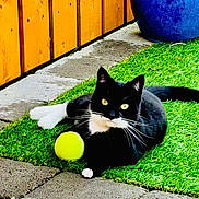 Minnie joined the competition — help win amazing prizes! cat, black_and_white, tennis_ball, grass, outdoor, pet, animal, fence, blue_pot, stone_paving, relaxed, whiskers, playful, garden, sunlight, domestic_cat, resting, greenery, cute, fur