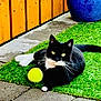 cat, black_and_white, tennis_ball, grass, outdoor, pet, animal, fence, blue_pot, stone_paving, relaxed, whiskers, playful, garden, sunlight, domestic_cat, resting, greenery, cute, fur