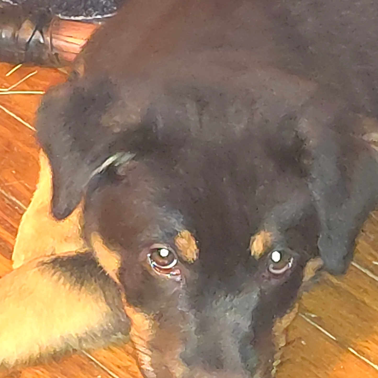 Atheania is registered to the contest to win money with this photo: animal, black, brown, canine, close_up, cute, dog, domestic_animal, ears, eyes, face, floor, fur, indoor, looking_up, lying_down, pet, puppy, wooden_floor, young_dog