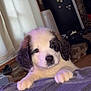 Cressyn Lilly is registered to the contest to win money with this photo: adorable, animal, black_and_white, blanket, cozy, curious, curtains, cute, dog, fridge, fur, home, indoor, looking, magnets, pet, puppy, resting, soft, young