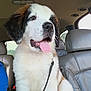 Cressyn Lilly is registered to the contest to win money with this photo: animal, car_interior, cute, dog, ears, fur, leash, leather_seat, mammal, nose, pet, puppy, saint_bernard, seatbelt, sitting, tongue, tongue_out, whiskers, window, young