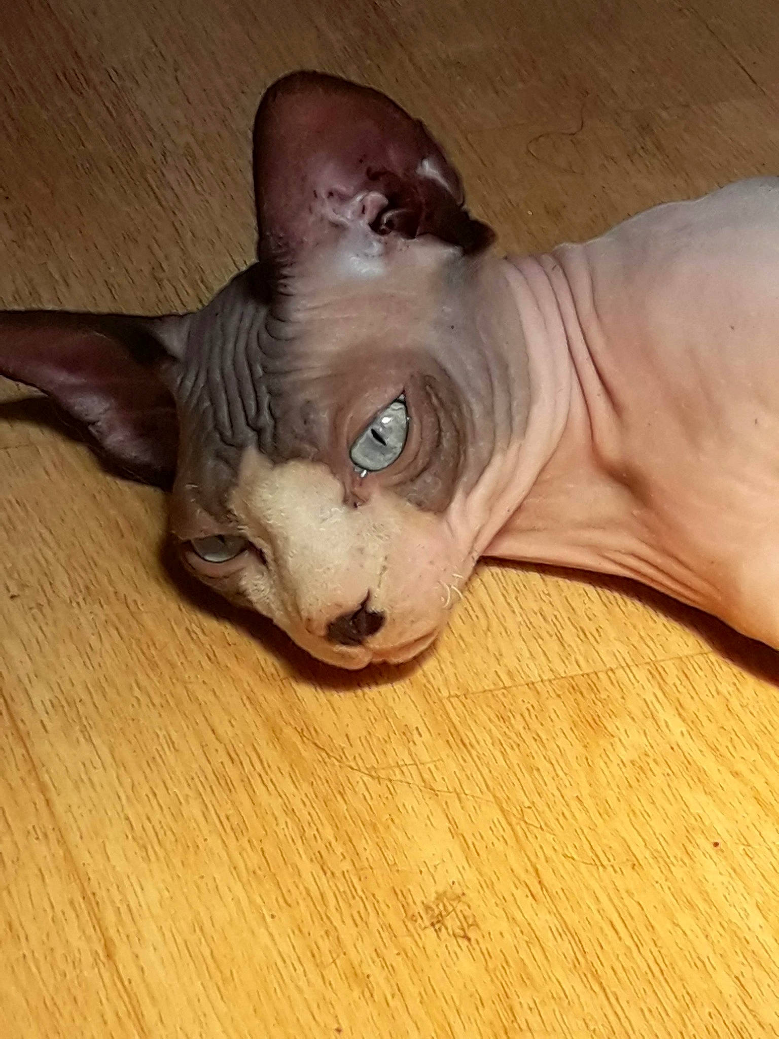 Hit a rejoint le concours — aidez-le/la à gagner de superbes lots ! carnivore, cat, donskoy, fawn, felidae, mammal, oriental_shorthair, peterbald, small_to_medium_sized_cats, snout, sphynx, ukrainian_levkoy, vertebrate, whiskers