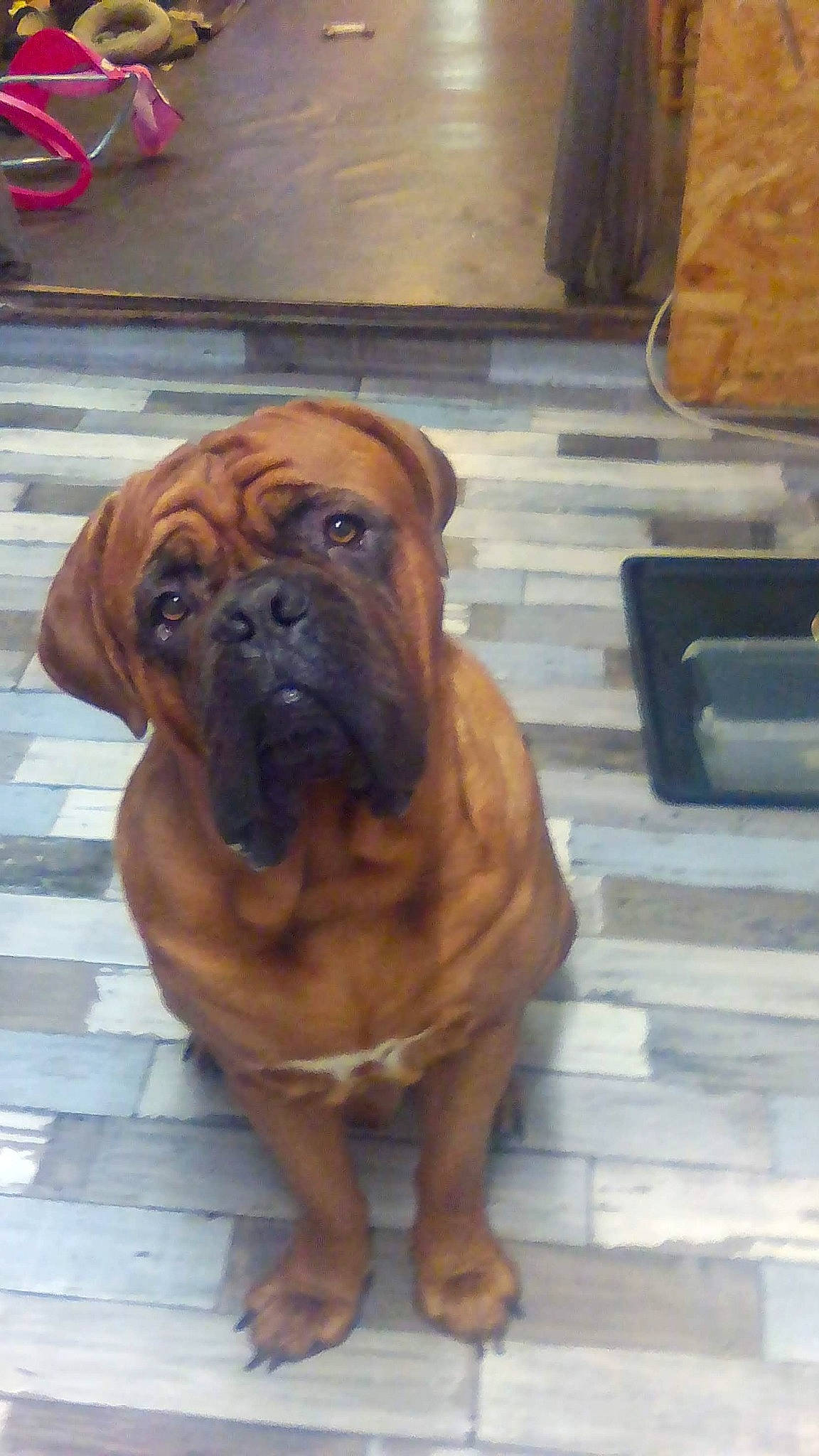 Snow a rejoint le concours — aidez-le/la à gagner de superbes lots ! ancient_dog_breeds, boerboel, boxer, bullmastiff, canidae, carnivore, companion_dog, dog, dog_breed, dogue_de_bordeaux, fawn, korean_mastiff, mammal, molosser, ori_pei, rare_breed_dog, snout, tosa, vertebrate, working_dog