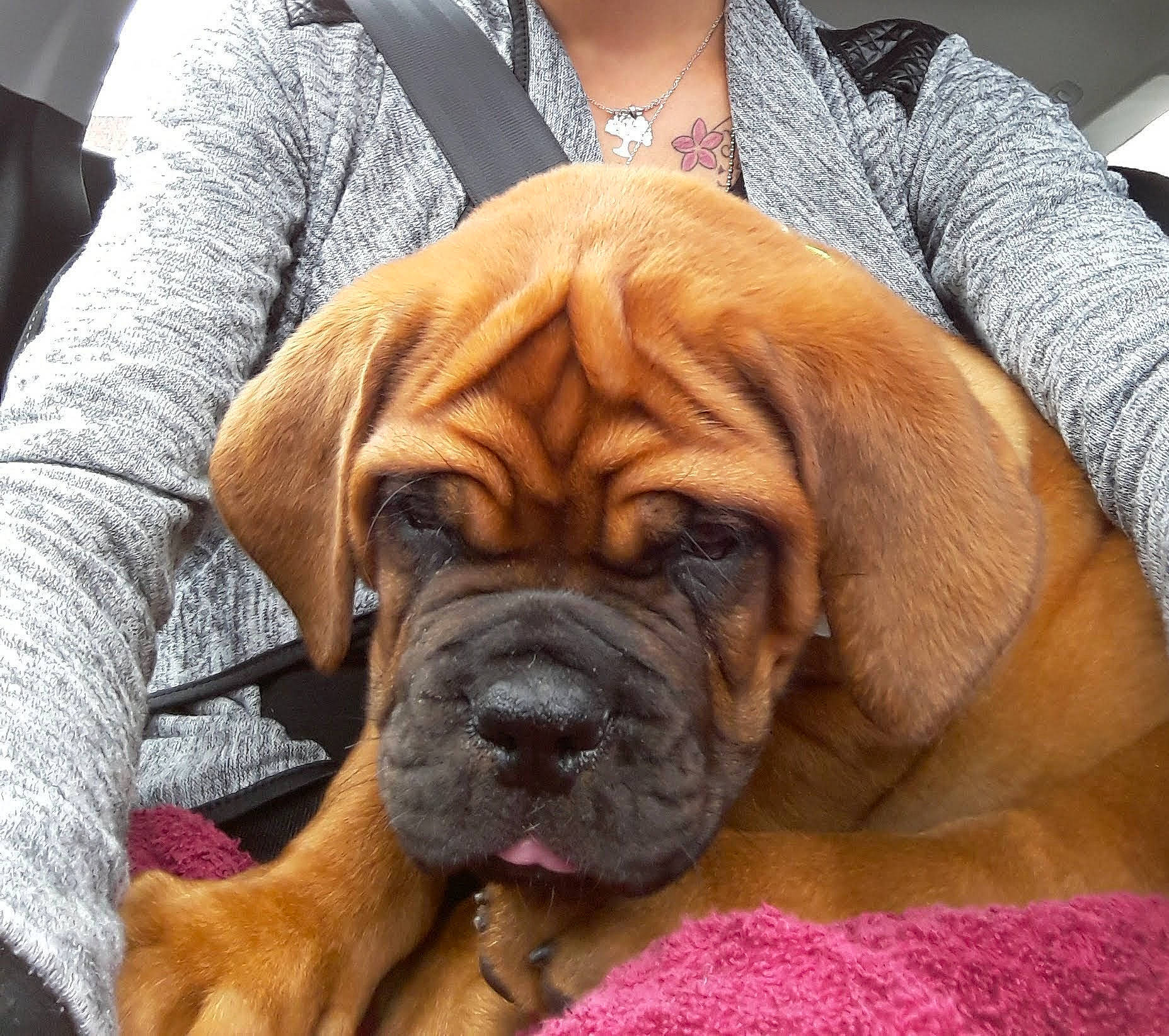 Snow participe au concours pour gagner de l'argent avec cette photo : american_mastiff, bullmastiff, canidae, carnivore, companion_dog, dog, dog_breed, dogue_de_bordeaux, english_mastiff, fawn, giant_dog_breed, korean_mastiff, mammal, molosser, ori_pei, snout, tosa, vertebrate, working_dog, wrinkle