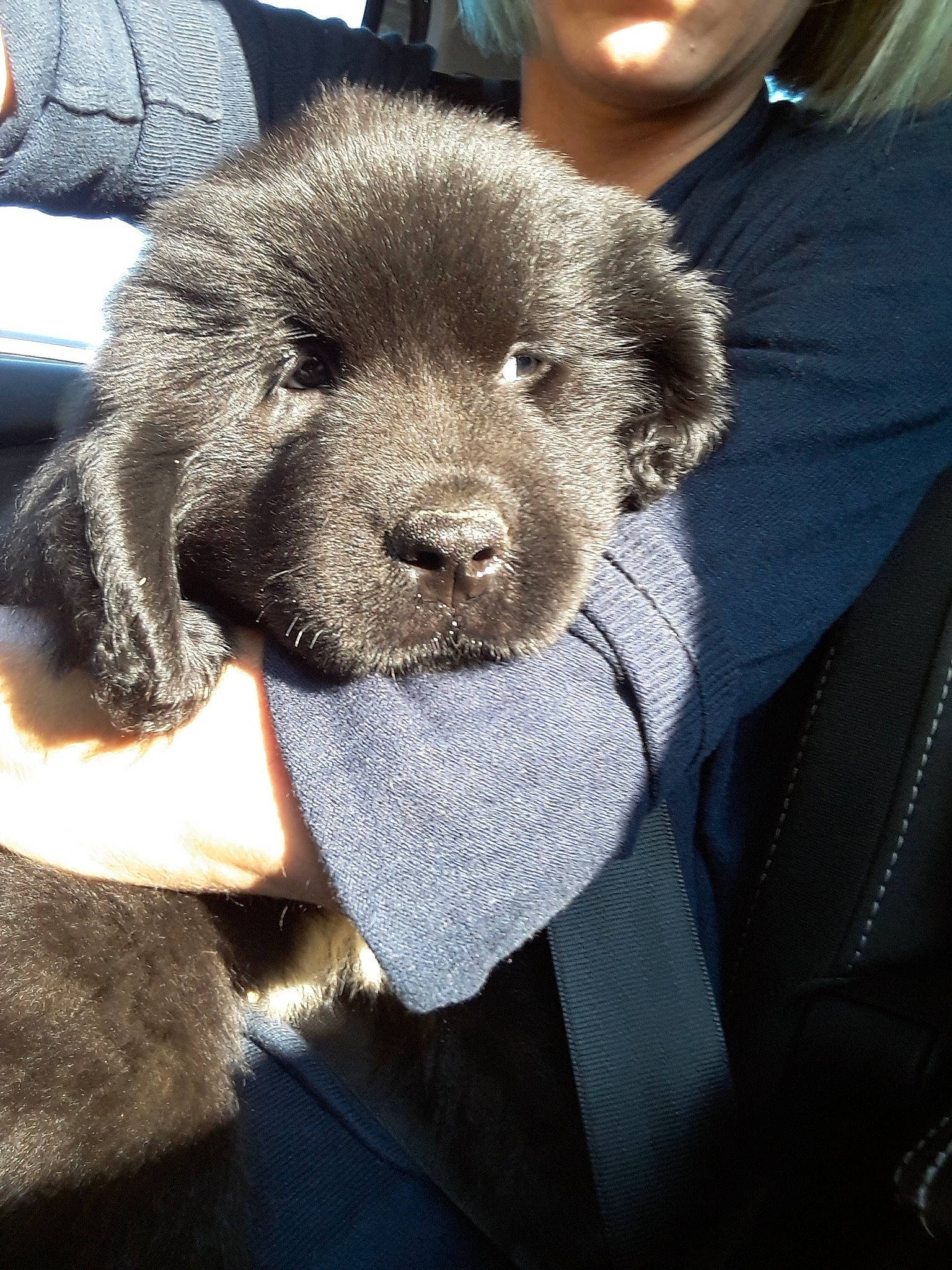 Rebelle a rejoint le concours — aidez-le/la à gagner de superbes lots ! canidae, carnivore, chow_chow, companion_dog, dog, dog_breed, fawn, mammal, newfoundland, puppy, snout, sporting_group, vertebrate