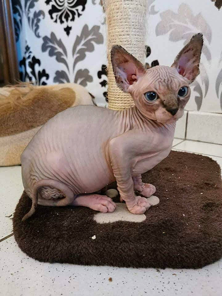 Papyrus a rejoint le concours — aidez-le/la à gagner de superbes lots ! carnivore, cat, cornish_rex, devon_rex, donskoy, fawn, felidae, kitten, mammal, peterbald, rex_cat, small_to_medium_sized_cats, sphynx, ukrainian_levkoy, vertebrate, whiskers