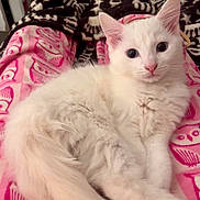 Marie joined the competition — help win amazing prizes! cat, kitten, white_cat, fluffy, pet, animal, cute, lying_down, blanket, pink, owl_pattern, cozy, indoor, fur, whiskers, ears, tail, relaxed, soft_texture, comfort
