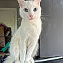 Marie joined the competition — help win amazing prizes! cat, white_cat, blue_eyes, sitting, indoor, pet, feline, fur, whiskers, curious, animal, closeup, portrait, household, domestic, clean, calm, looking, side_view, furniture
