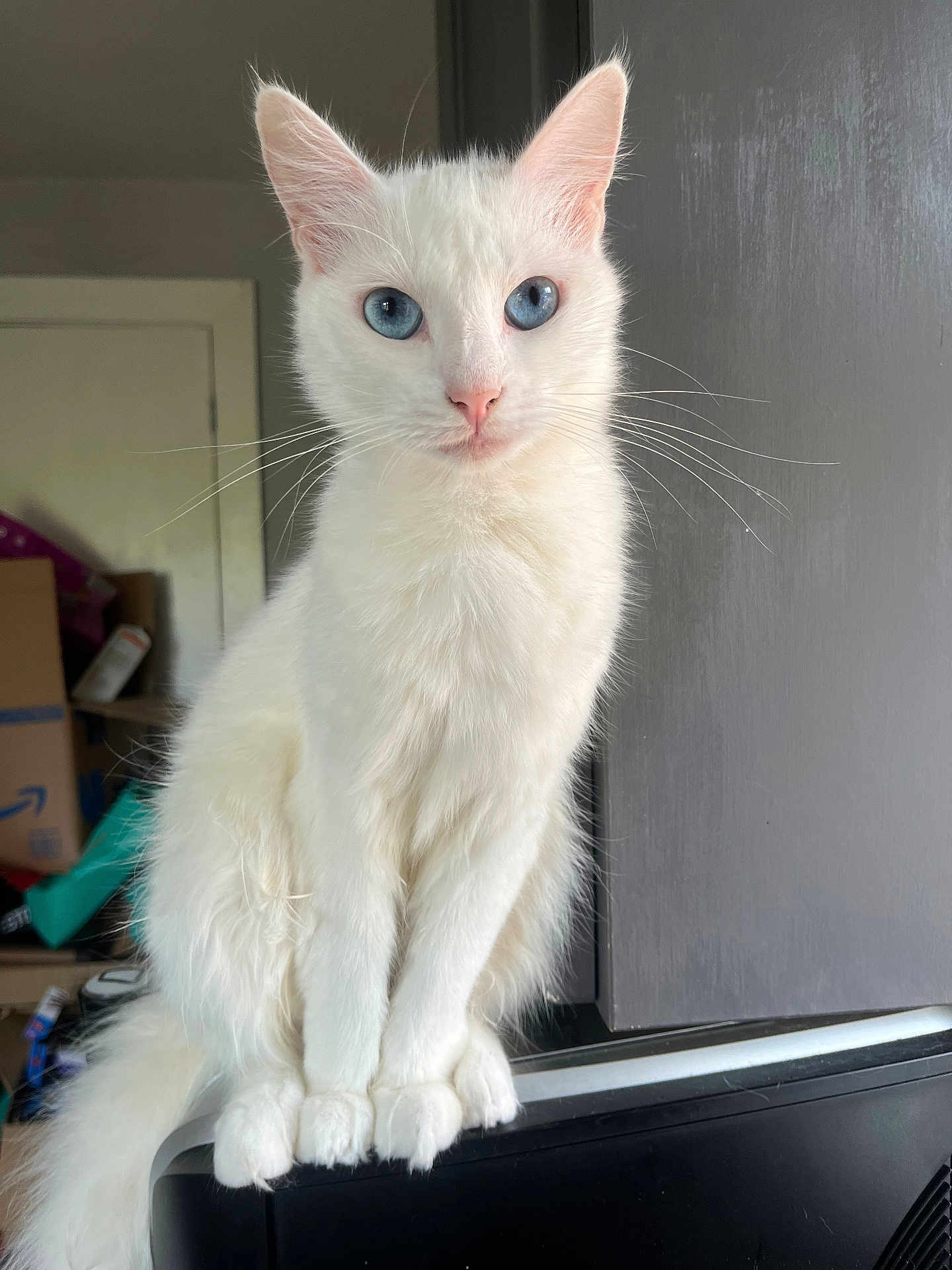 Marie joined the competition — help win amazing prizes! cat, white_cat, blue_eyes, sitting, indoor, pet, feline, fur, whiskers, curious, animal, closeup, portrait, household, domestic, clean, calm, looking, side_view, furniture