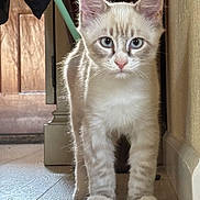 Ezekiel Aka Zeke is registered to the contest to win money with this photo: animal, blue_eyes, cat, close_up, cream_colored, curious, domestic, ears, feline, home, indoor, kitten, light, paws, pet, portrait, shadow, whiskers, wooden_floor, young