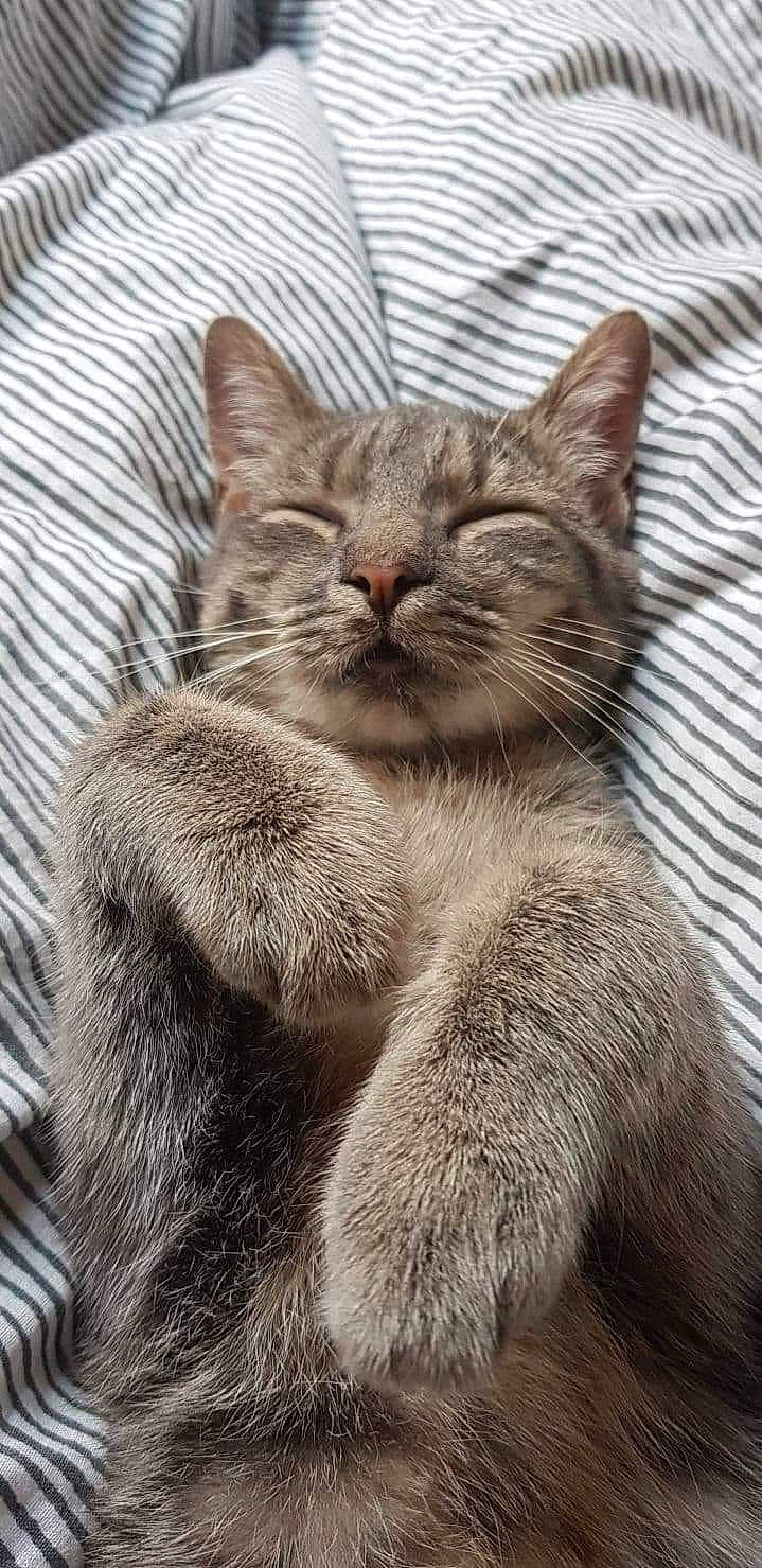 Malibu participe au concours pour gagner de l'argent avec cette photo : asian, british_shorthair, carnivore, cat, close_up, domestic_short_haired_cat, european_shorthair, fawn, felidae, fur, kitten, mammal, small_to_medium_sized_cats, snout, tabby_cat, whiskers