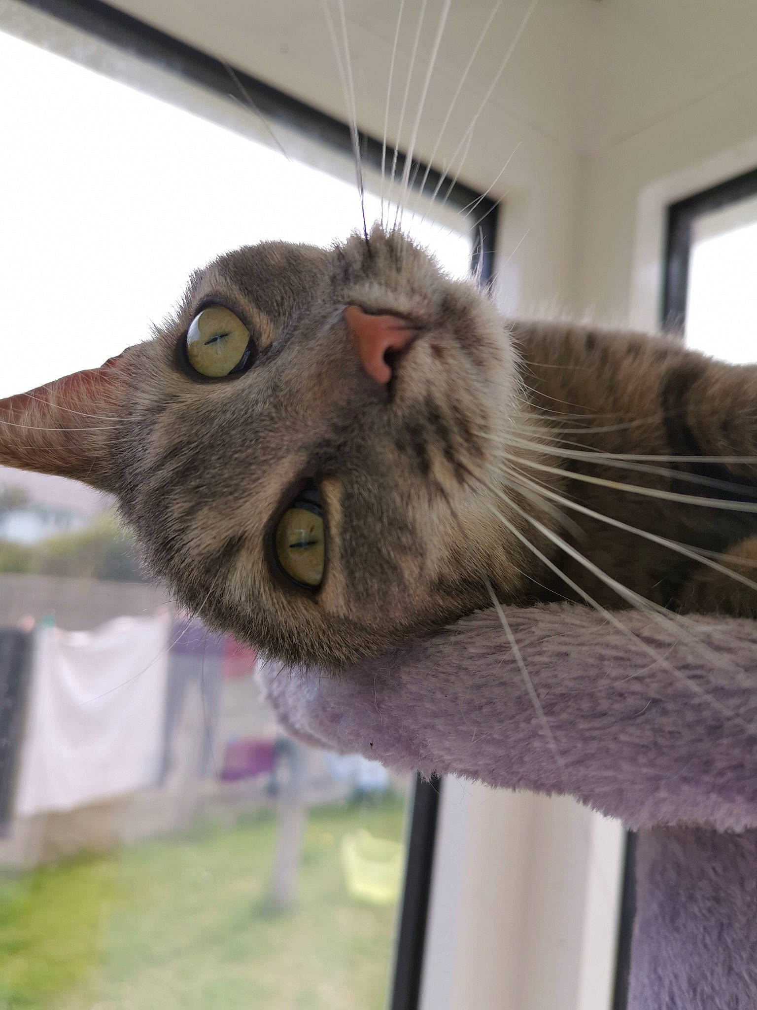 Malibu participe au concours pour gagner de l'argent avec cette photo : asian, carnivore, cat, chartreux, domestic_short_haired_cat, european_shorthair, eye, felidae, korat, nebelung, oriental_longhair, oriental_shorthair, russian_blue, small_to_medium_sized_cats, snout, whiskers