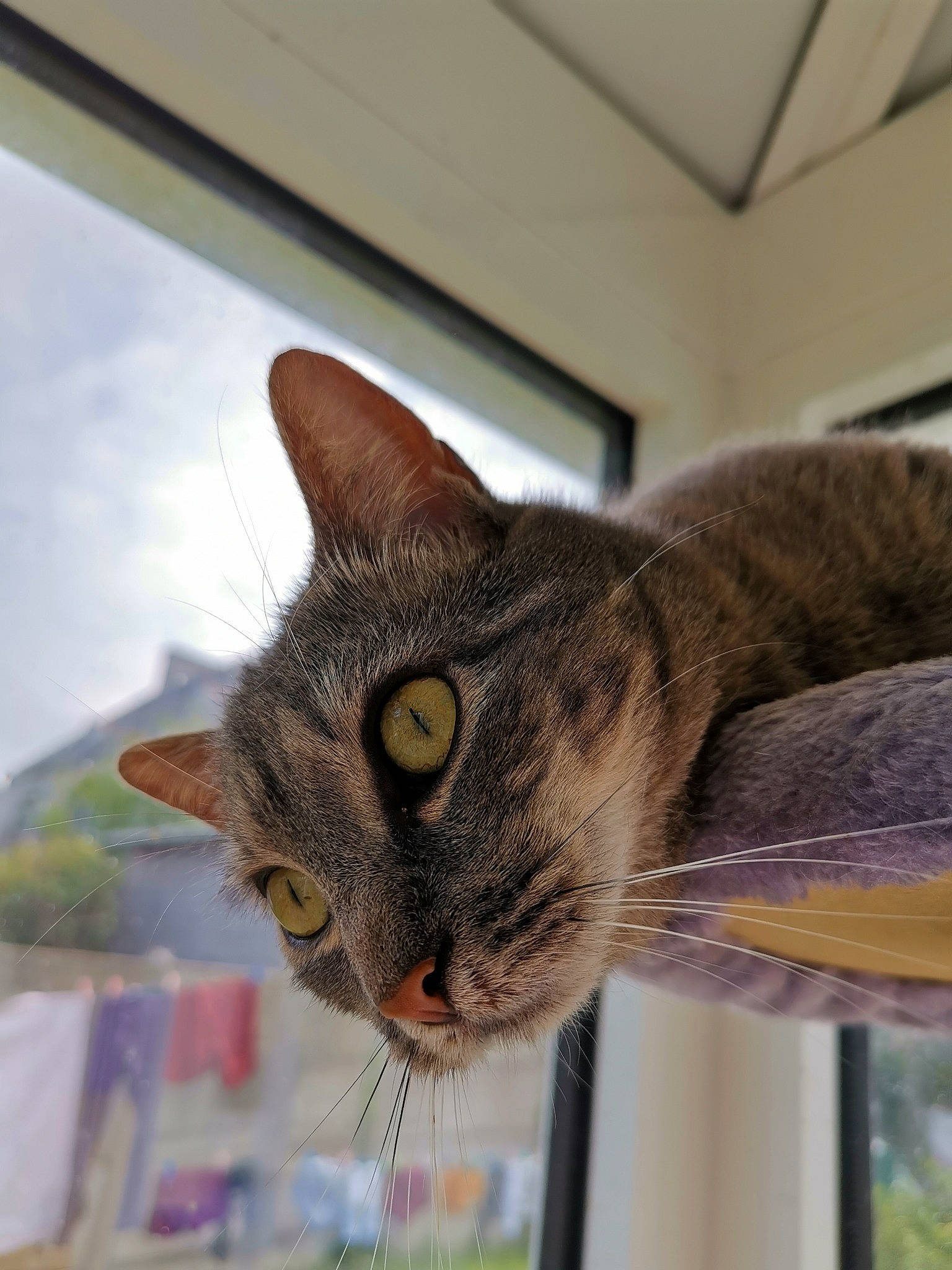 Malibu participe au concours pour gagner de l'argent avec cette photo : aegean_cat, american_shorthair, asian, australian_mist, bengal, california_spangled, carnivore, cat, domestic_short_haired_cat, dragon_li, european_shorthair, eye, felidae, kitten, ocicat, small_to_medium_sized_cats, snout, tabby_cat, whiskers, window