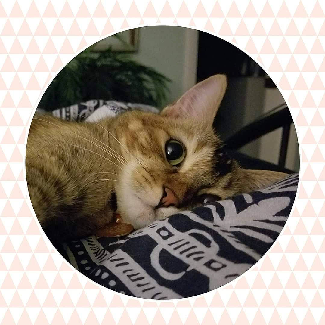 Tallulah is registered to the contest to win money with this photo: asian, carnivore, cat, ear, european_shorthair, felidae, kitten, nose, ocicat, paw, photo_caption, rectangle, singapura, small_to_medium_sized_cats, snout, square, tabby_cat, whiskers