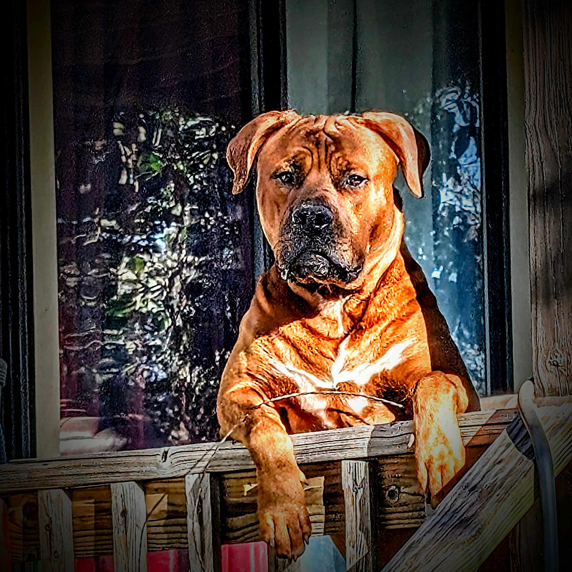 Drasko joined the competition — help win amazing prizes! animal, brown_dog, canine, companion, daylight, dog, fence, guard, house, nature_reflection, outdoor, pet, porch, reflection, relaxed, serious_expression, sunlight, watchful, window, wooden_railing