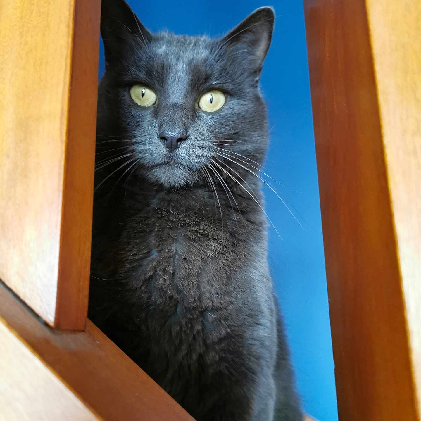 Oreo participe au concours pour gagner de l'argent avec cette photo : alert, animal, blue_background, cat, close_up, curious, domestic_cat, ears, feline, fur, gray_cat, indoor, looking, pet, portrait, staircase, vertical, whiskers, wooden_stairs, yellow_eyes