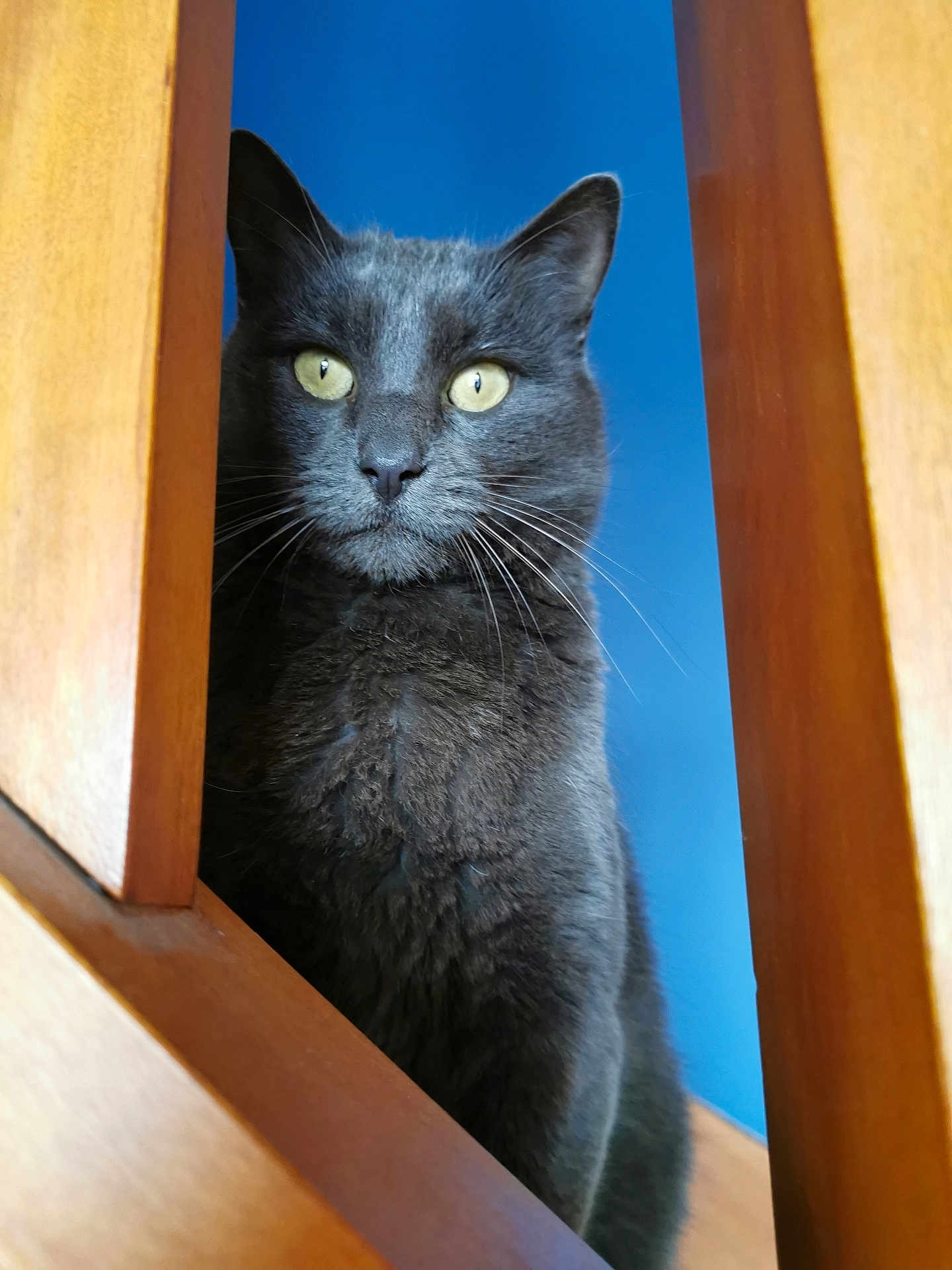 Oreo participe au concours pour gagner de l'argent avec cette photo : cat, gray_cat, yellow_eyes, wooden_stairs, staircase, indoor, pet, feline, curious, close_up, portrait, animal, whiskers, ears, fur, looking, blue_background, vertical, domestic_cat, alert