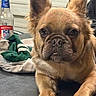 dog, pet, table, bottle, indoor, close_up, ears, brown_fur, face, expression, looking, front_view, animal, domestic_animal, fur, paw, resting, background, casual, household