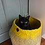 cat, black_cat, pet, animal, indoor, basket, felt, yellow, gray, wooden_floor, door, corner, cozy, curious, cute, feline, domestic_cat, sitting, home, soft