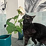 black_cat, rose, flower, vase, green_leaves, indoor, cushion, patterned_wall, cat_sniffing, table, fabric, plant, decor, yellow_eyes, curious_cat, feline, home_interior, soft_light, houseplant, cozy