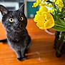 cat, black_cat, yellow_eyes, flowers, yellow_flowers, bouquet, wooden_table, indoor, pet, curious, closeup, plant, green_leaves, domestic_animal, mammal, feline, tabletop, natural_light, still_life, background_blur