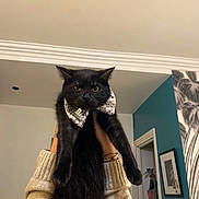 T Rex participe au concours pour gagner de l'argent avec cette photo : black_cat, cat, pet, indoor, bow_tie, fashion, hands, sweater, yellow_eyes, feline, portrait, person, wall_art, doorway, decor, animal, house, cozy, holding, serious_expression
