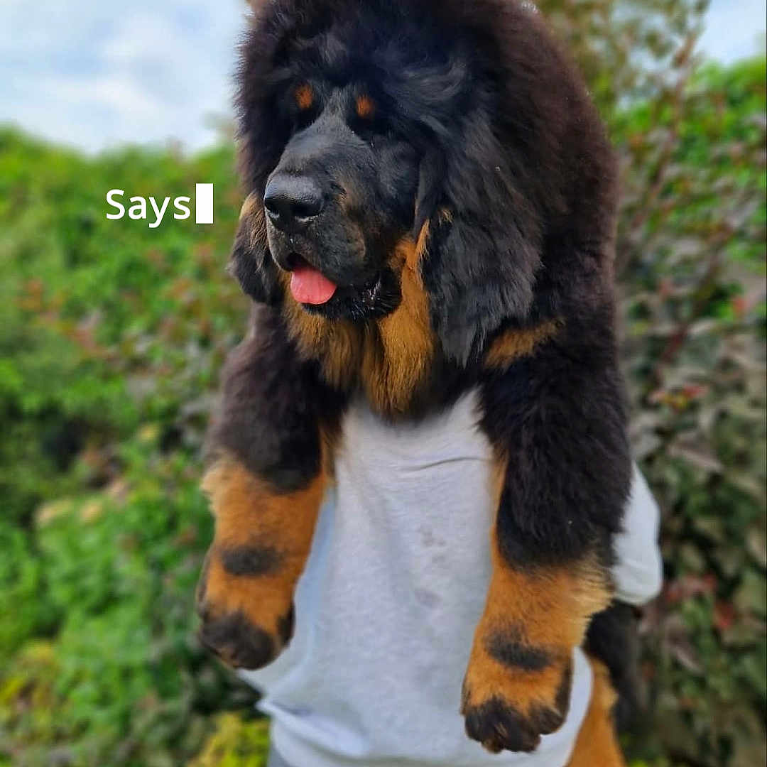 Malikia